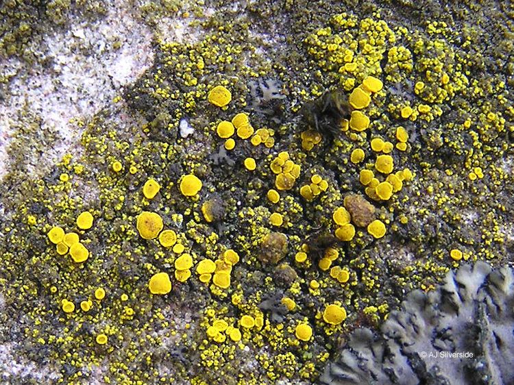 Candelariella Candelariella vitellina images of British lichens