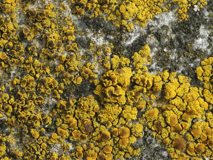 Candelariella vitellina Lichen Gallery Candelariella Candelariella vitellina NIKA9859