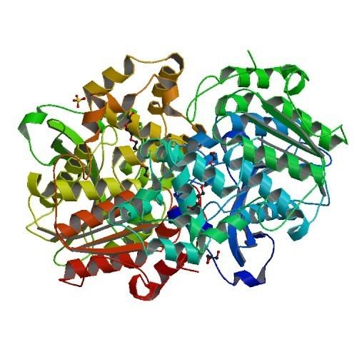 Candida antarctica RCSB PDB 3GUU Xray structure of Candida Antarctica lipase A