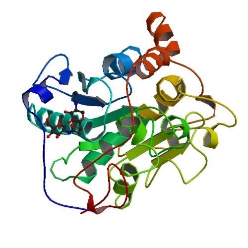 Candida antarctica RCSB PDB 1TCA THE SEQUENCE CRYSTAL STRUCTURE DETERMINATION AND