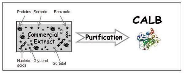 Candida antarctica Purification of The Lipase B of Candida antarctica from a Commercial