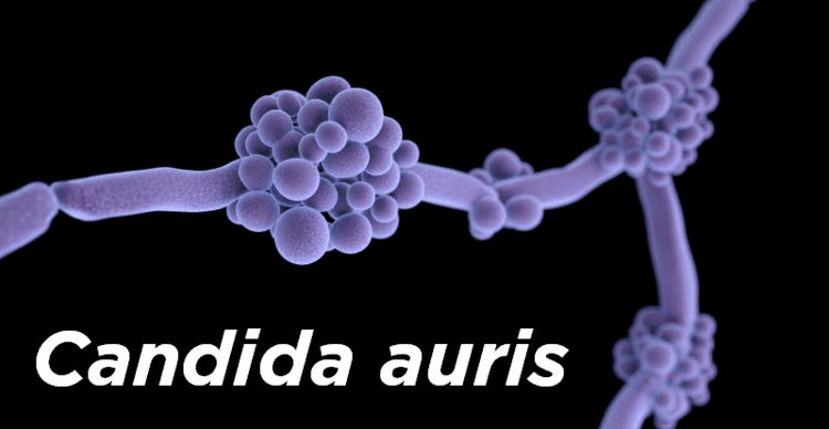 Candida auris APIC What is antimicrobial stewardship