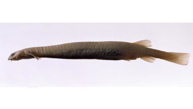 Candiru BBC Earth Would the candiru fish really eat your genitals
