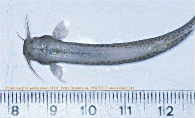Candiru Candiru Fish Why Science Says Scary Stories Are Nothing to Worry About