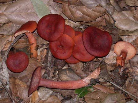 Candy cap Candy Cap Bay Area Mycological Society