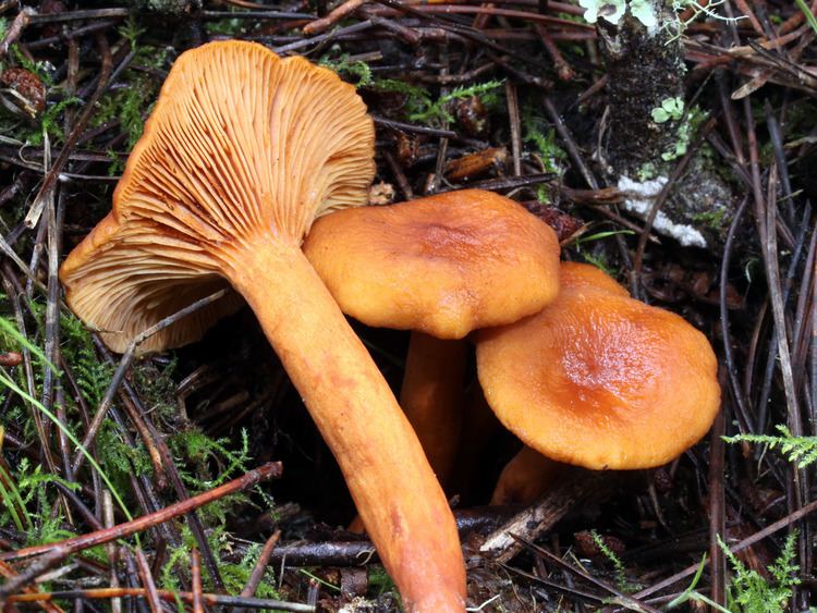 Candy cap California Fungi Lactarius rubidus