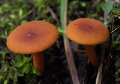 Candy cap Candy Cap Chow Mein Bay Area Mycological Society