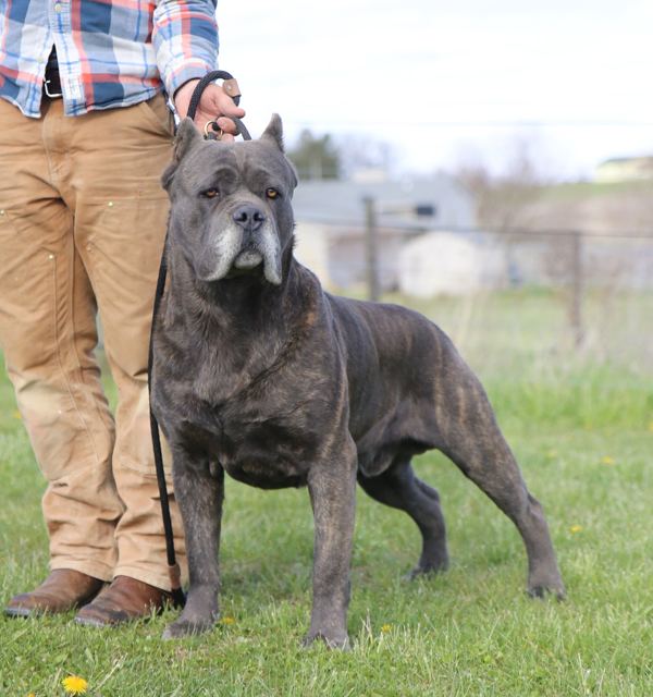 Cane Corso Puppies amp Adults Mad River Cane Corso Puppy Litter Italian