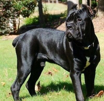 Cane Corso Cane Corso Italiano Dog Breed Information and Pictures