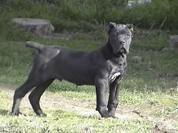 Cane Corso Cane Corso Italiano Dog Breed Information and Pictures