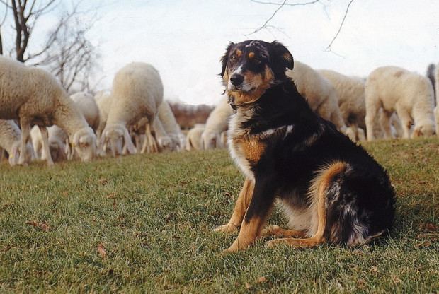 Cane di Oropa Cane da Pastore di Oropa Stockdog Savvy