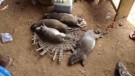 Cane rat Greater Cane Rat a traditional Igbo delicacy Afrikan Diasporian