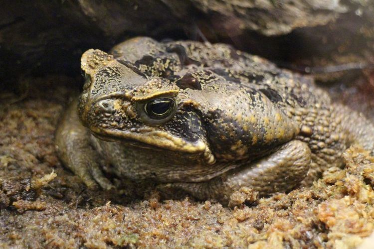 Cane toad Cane Toads Cane Toad Pictures Cane Toad Facts National Geographic