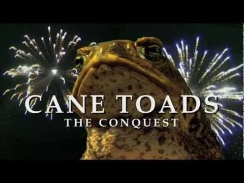 Cane Toads: The Conquest Cane Toads The Conquest Unofficial Trailer YouTube