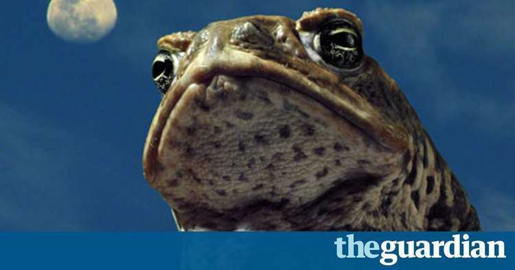 Cane Toads: The Conquest Cane Toads The Conquest review Film The Guardian