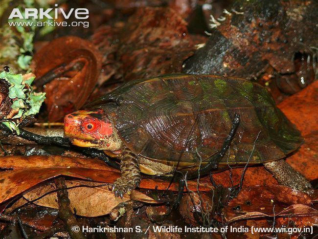 Cane turtle Cochin forest cane turtle videos photos and facts Vijayachelys