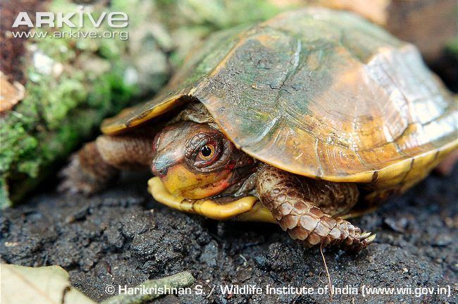 Cane turtle Cochin forest cane turtle photo Vijayachelys silvatica G68827
