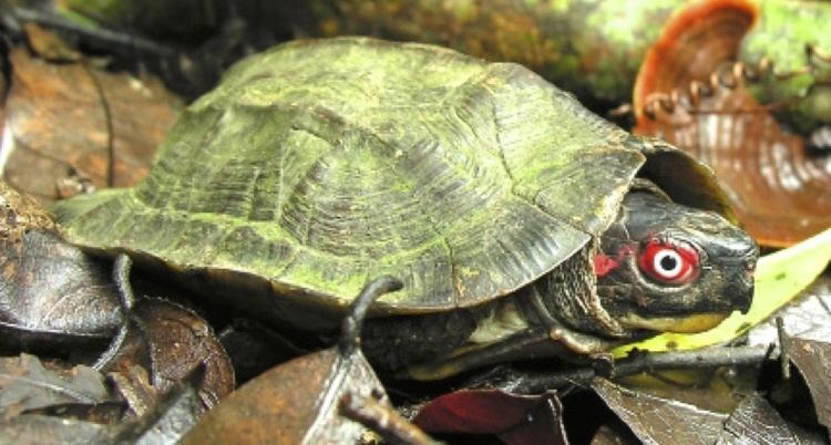 Cane turtle Tortoise and Freshwater Turtle Specialist Group