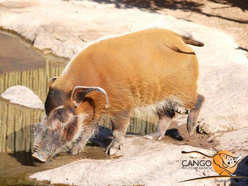 Cango Wildlife Ranch Cango Wildlife Ranch