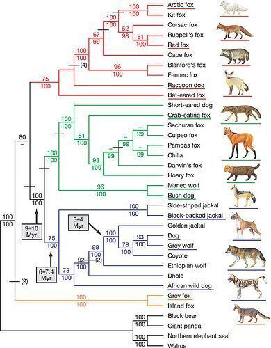 Canidae canidae family tree learning all the time Pinterest The o39jays