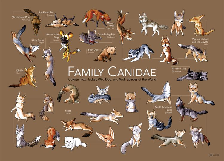 Canidae Canidae by Snowsilver on DeviantArt