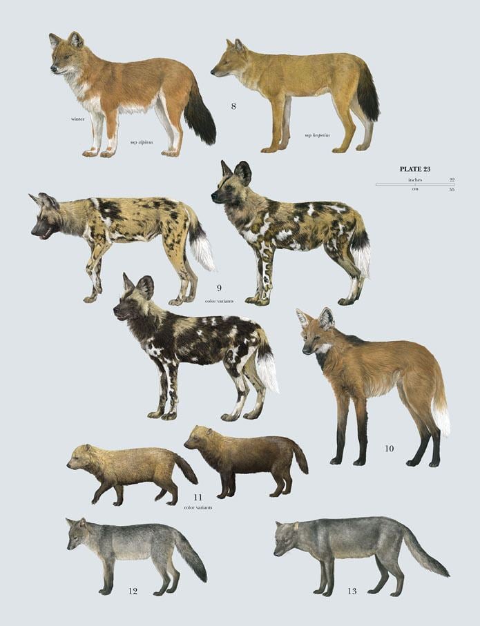 Canidae Family Canidae Dogs Lynx Edicions