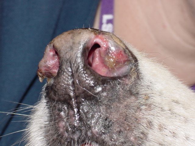 Canine discoid lupus erythematosus