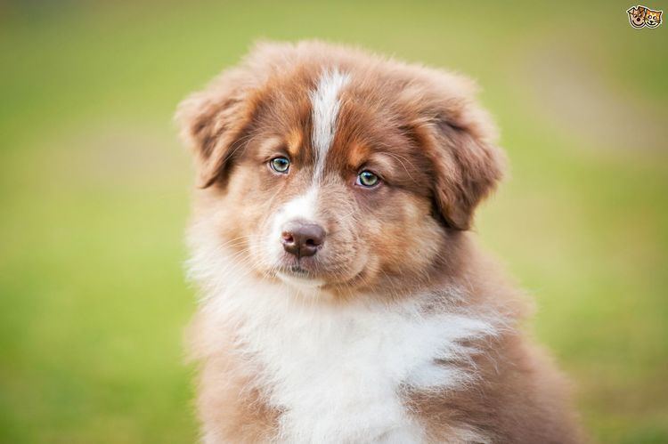 Canine herpesvirus Identifying and diagnosing canine herpesvirus in puppies Pets4Homes