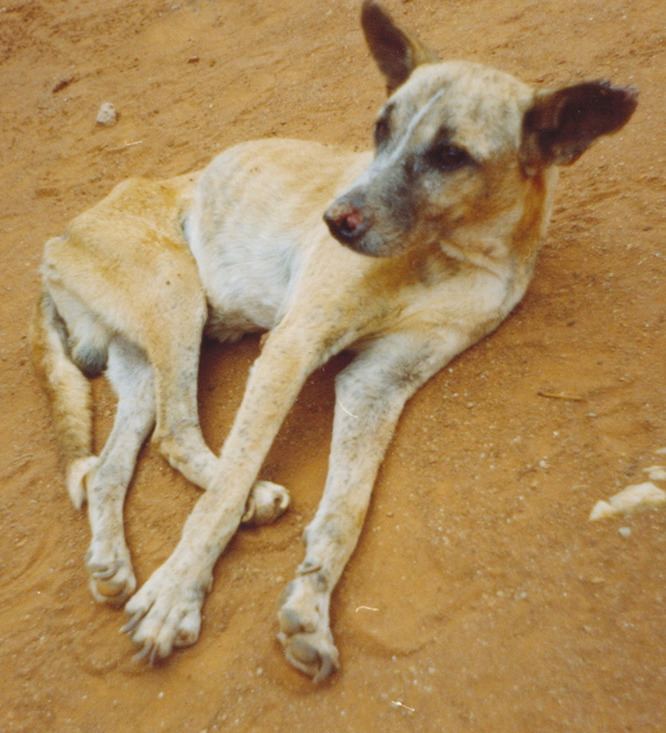 Canine leishmaniasis
