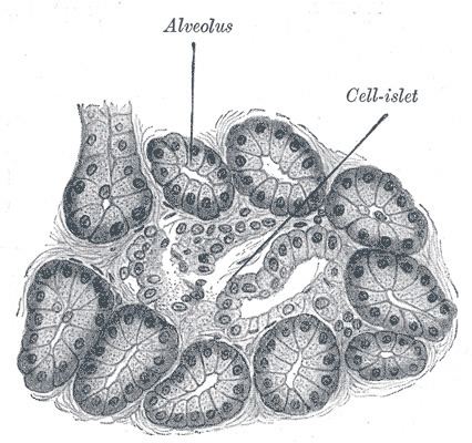 Canine pancreatitis