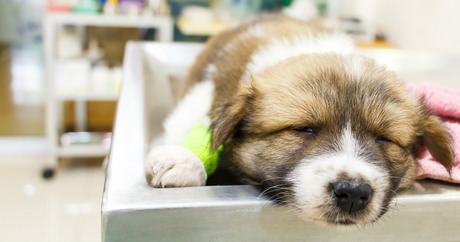 Canine parvovirus What is the parvovirus Dogtime