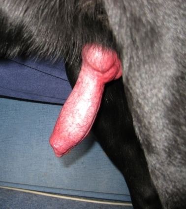 Canine penis