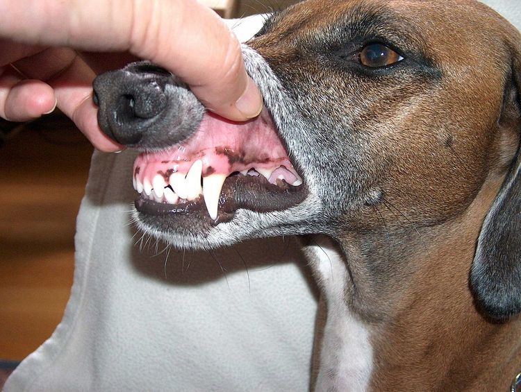 Canine tooth