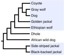 Canis Dogs Wolves Coyotes and Jackals Canis Overview Encyclopedia