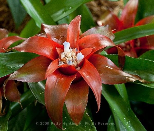 Canistropsis Bromeliads Beautiful Flower Pictures Blog