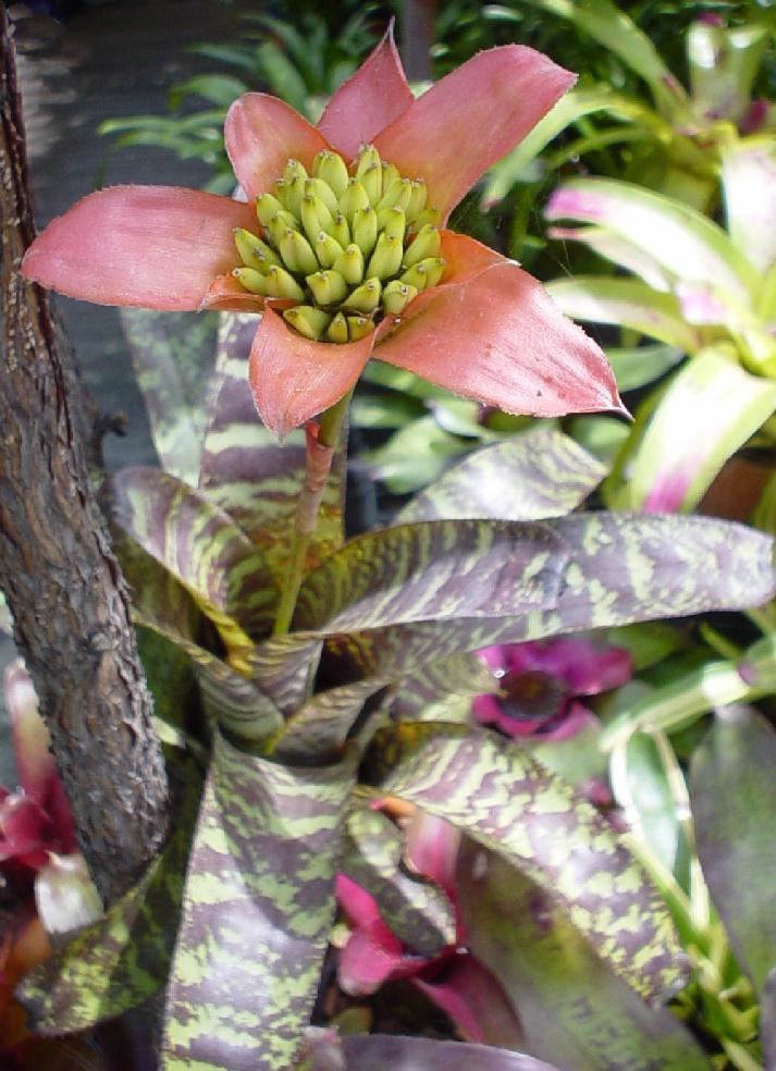 Canistrum Bromeliads in Australia seidelianum