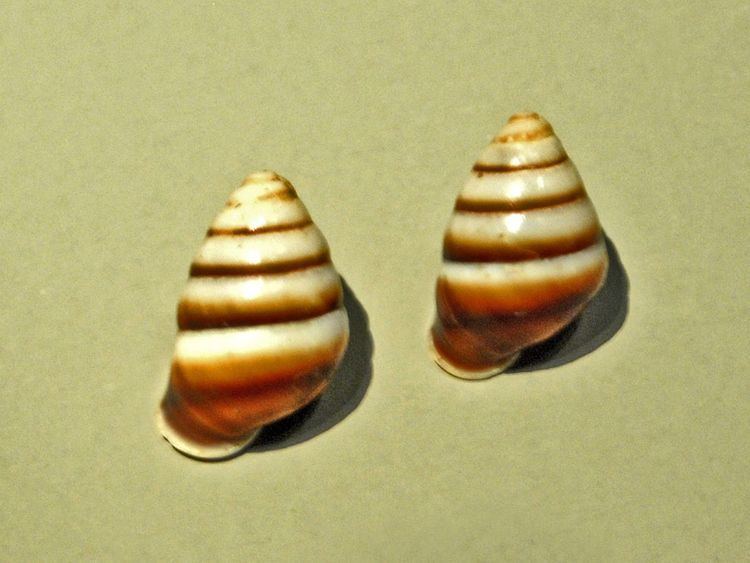 Canistrum (gastropod)