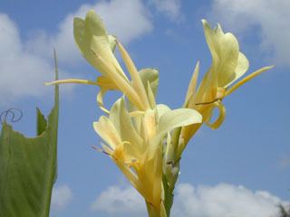 Canna glauca Canna glauca Water canna NPIN