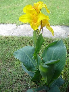 Canna glauca httpsuploadwikimediaorgwikipediacommonsthu