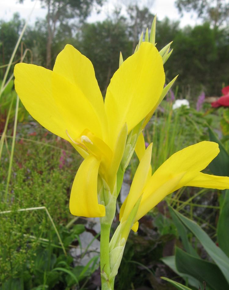 Canna glauca Canna glauca Bright Yellow Wallis Creek Watergarden