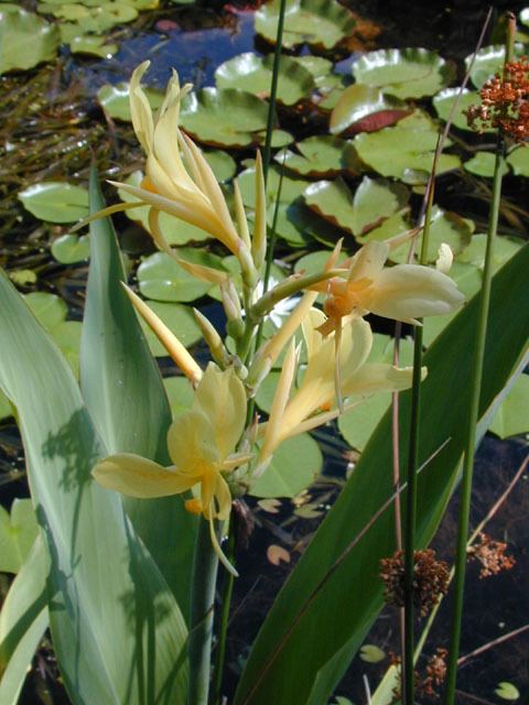 Canna glauca Canna glauca Water canna NPIN