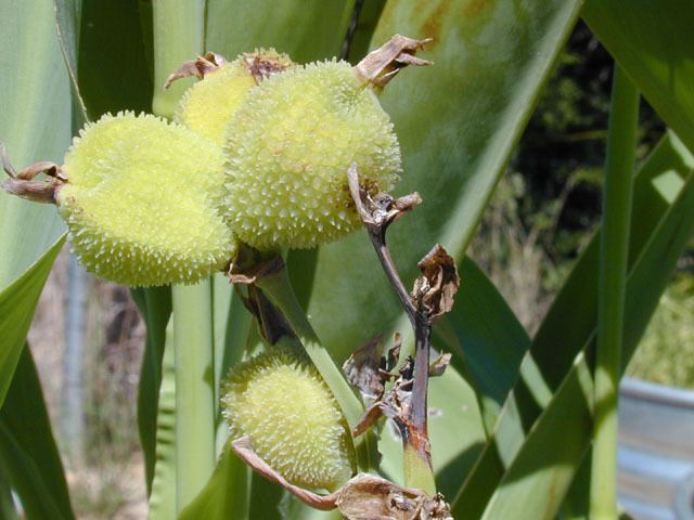 Canna glauca Canna glauca Water canna NPIN