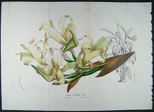 Canna liliiflora httpsuploadwikimediaorgwikipediaenthumb9