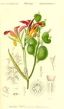 Canna speciosa httpsuploadwikimediaorgwikipediaenthumbb