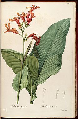 Canna tuerckheimii httpsuploadwikimediaorgwikipediacommonsthu