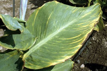 Canna virus Canna virusesRHS Gardening