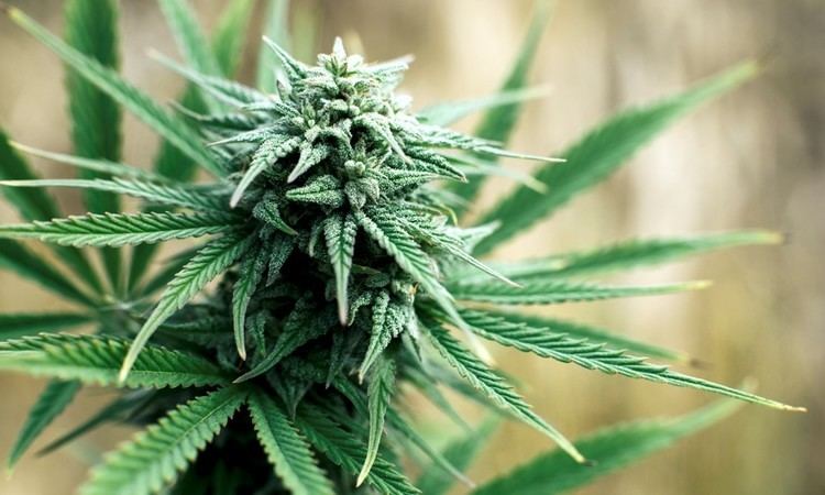 Cannabis (drug) How to Grow Cannabis Indoors Leafly