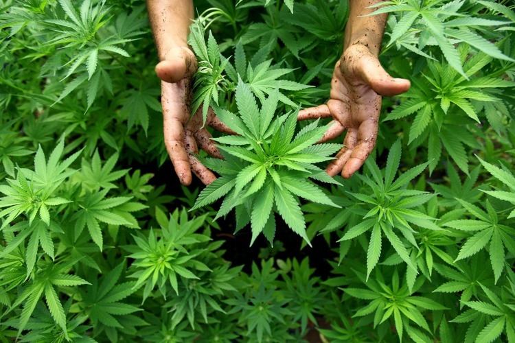 Cannabis (drug) GINAD info