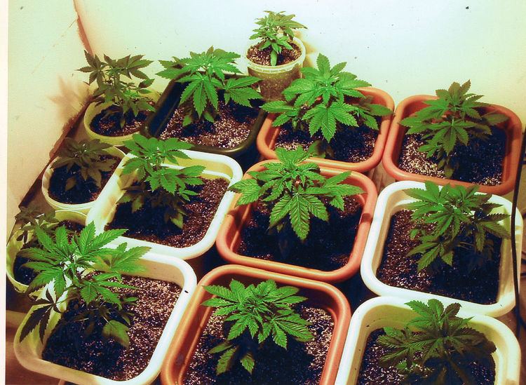 Cannabis in British Columbia