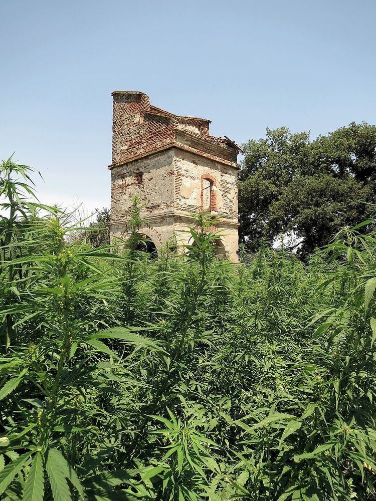 Cannabis in France